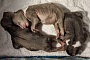 В Коми нашли новорождённых медвежат