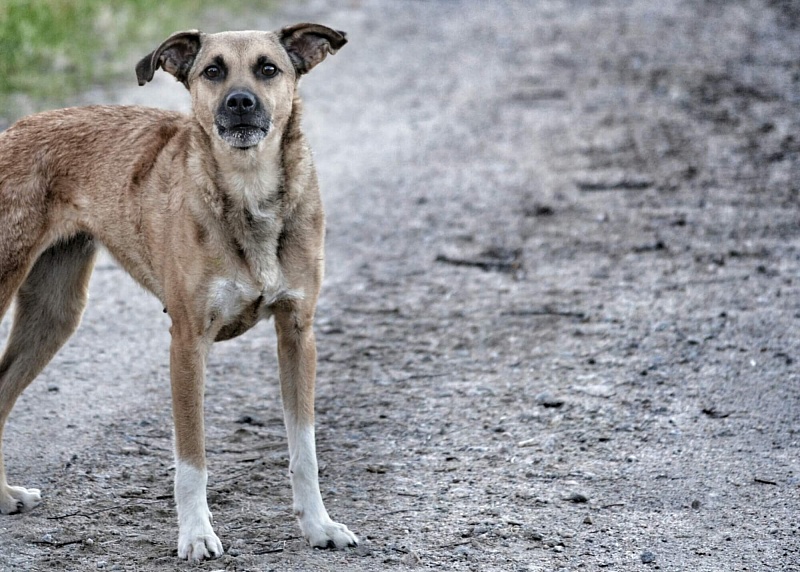 Администрация Ухты выплатит компенсации за нападение собак на детей