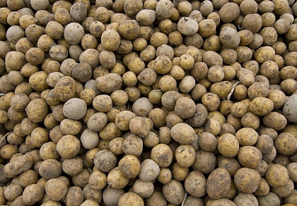 Картофельный союз предложил сетям продавать несортированные корнеплоды экономкласса